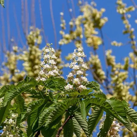 Pellegrini Luxury Gasthuis Split