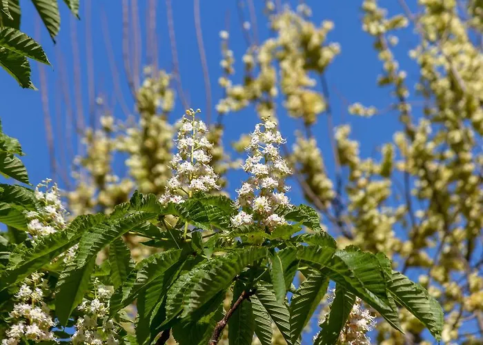 Pellegrini Luxury Gostinjska kuća Split